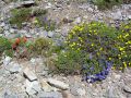 Mountain flowers at 7000 ft.jpg